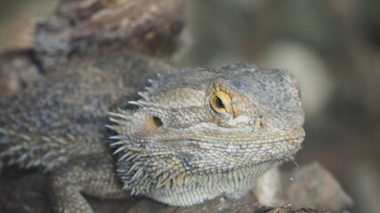 Leguan