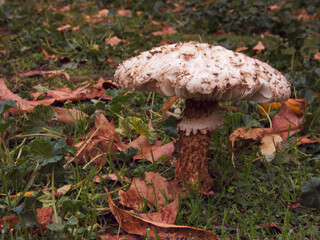 grzyb las natura przyroda jesień © Piotr