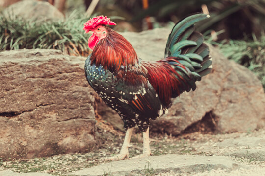 A rooster on the ground posing for the photograph