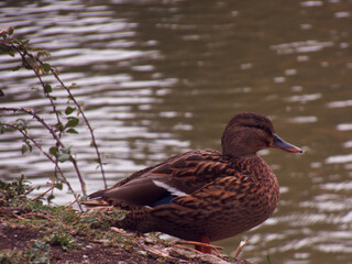 kaczka krzyżówka Anas platyrhynchus woda zwierze 