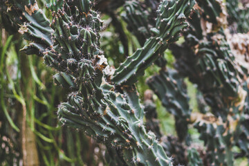 Detailed view of a cactus, Portugal