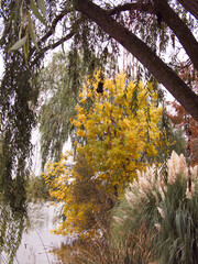 drzewo liście pomarańczowe jesień natura © Piotr