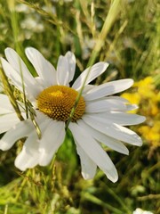 Obraz premium white daisy flower