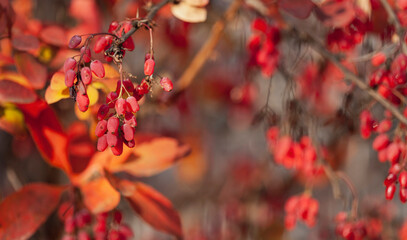 A branch of the Thunberg Barberry shrub (or Berberis thunbergii) with clusters of ripe berries....
