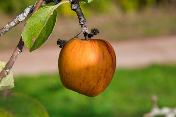 ripe Apple on a branch, ready to eat