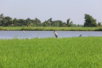 Obraz na płótnie Canvas The group bird on Green rice field and canal in countryside at thailand