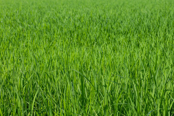 Baby Green rice field in countryside at thailand