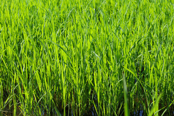 Baby Green rice field in countryside at thailand