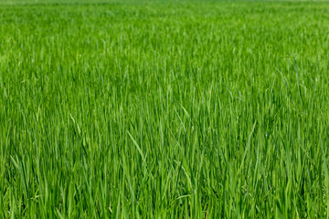 Baby Green rice field in countryside at thailand