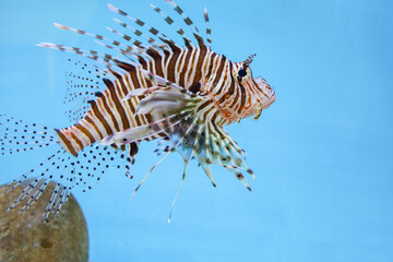 Fototapeta na wymiar The red lion fish in water on blue background