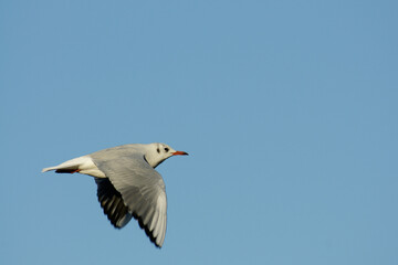 Black-headed Gull Flying in the Blue Sky