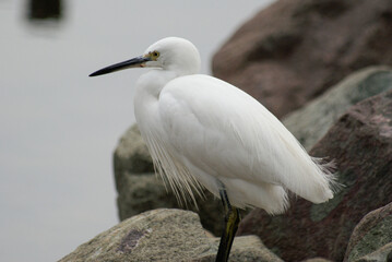 Little Egret (Egretta Garzetta) Sittng on the Rock, River Side