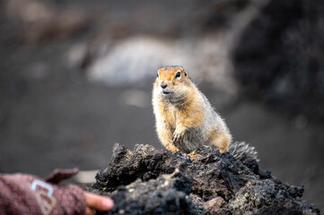 Fat ground Squirrel sitting in a volcanic rock, detailed portrait of the animal, Kamchatka, Russia