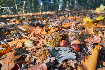 Fallen chestnut burrs in autumn
