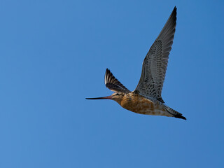 Bar-tailed godwit (Limosa lapponica)