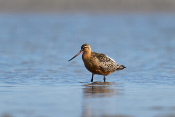 Bar-tailed godwit (Limosa lapponica)