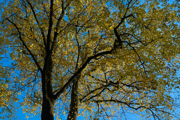 Yellow leaves tree on blue sky in autumn.