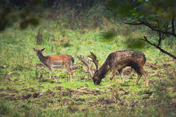Fallow deer (Dama dama) grazing on a mountain meadow.
