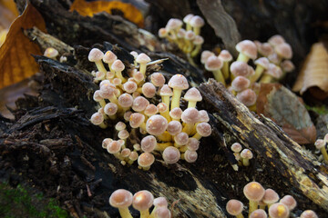 Some mushrooms growing on an old tree stub
