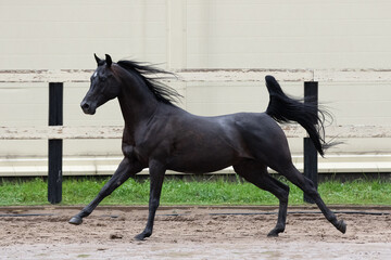 Beautiful black arabian horse runs free in paddock on the sand background