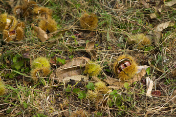 reife Kastanien ,Maronen, Edelkastanien im Herbst