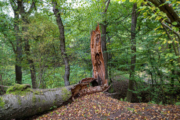aftermath, snapped, log, trunk, broken, trees, tree, season, summer, leaf, foliage, woods, background, plant, environment, natural, wood, park, outdoor, landscape, green, forest, nature