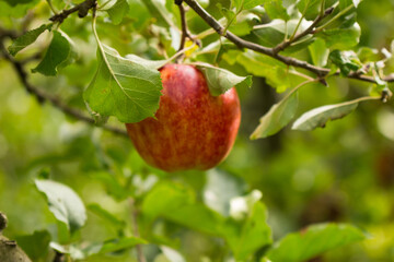 reifer Apfel am Ast mit grünen Blättern
