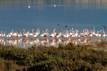 Fototapeta premium grosse Gruppe Flamingos im Salzsee