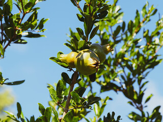 Punica granatum - Granatapfelbaum mit unreife gelb-grüne Früchte hängen an einem Ast