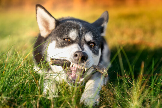 Pies rasy syberian husky gryzie patyk