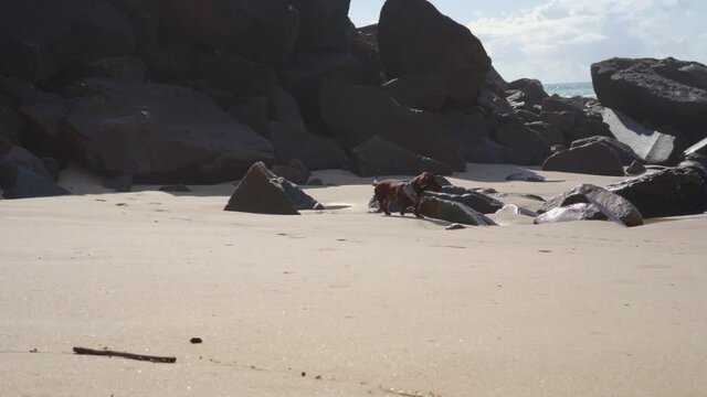 Sausage dog walking by the rocks on the beach in Urunga in New South Wales
