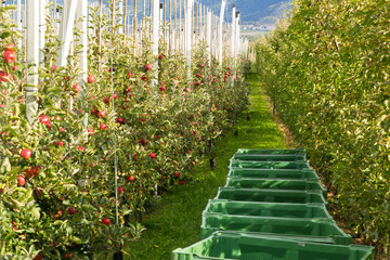 Apfelplantage im Vinschgau während der Erntezeit