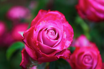 beautiful pink rose - Crete Greece