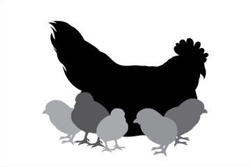 Vector silhouette of hen with chickens on white background. Symbol of farm animal and poultry.
