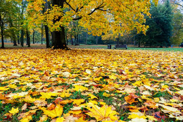 Park Konstytucji 3 Maja w Białymstoku, Jesień w parku Zwierzynieckim, Białystok, Podlasie