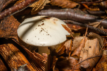 A closeup picture of a fungus in a forest. Dark brown and orange leaves in the background. Picture...