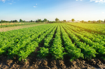 Watering plantation landscape of green carrot bushes. European organic farming. Growing food on the farm. Agroindustry and agribusiness. Root tubers. Selective focus - obrazy, fototapety, plakaty