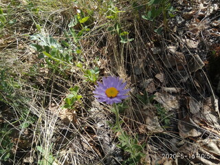 flower in the snow