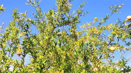 Fototapeta na wymiar fruits of ripe pomegranates on the branches against the blue sky