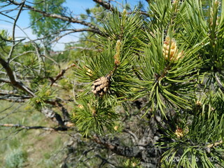 pine cones on the tree