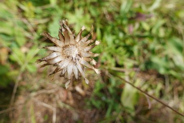 Silberdistel