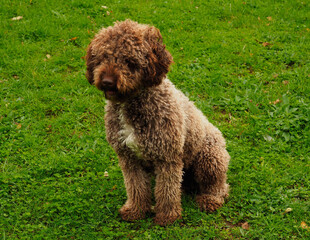 Portrait of a brown dog with grass background