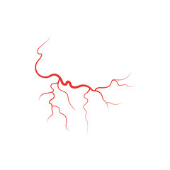 Fototapeta premium Human veins red blood vessel vector illustration isolated on white background.