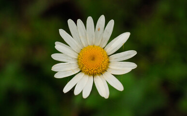 Fototapeta premium Portrait of a daisy flower