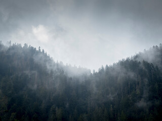 Montage et forêt de sapin dans la brume