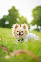 Playful cute Chihuahua dog relaxing at the lawn close up. 