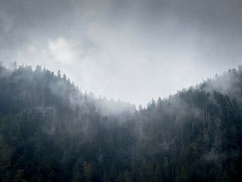 Montage et for&ecirc;t de sapin dans la brume