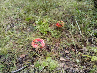 flower in the garden