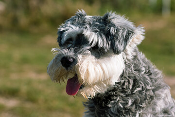 Portrait of a Schnauzer dog with blurry green background and shallow depth of field