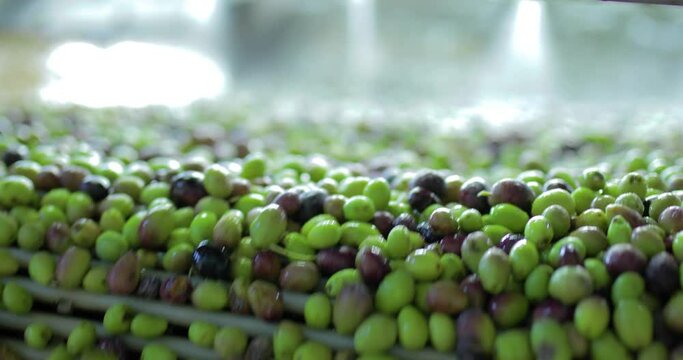 Frantoio per olive, produzione industriale di olio extra vergine di oliva.